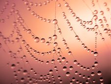 Morning Dew On Spider Web Stock Images