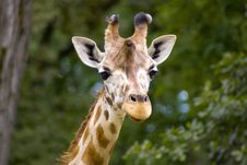 Giraffe Stock Photos