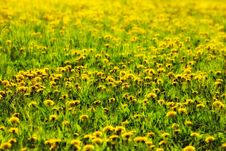 Dandelion Meadow Royalty Free Stock Photos Dandelion Meadow Royalty Free Stock Photos