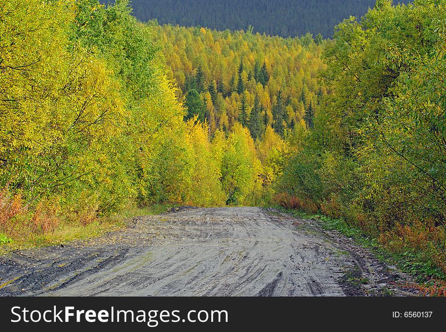 Autumn road in forest.