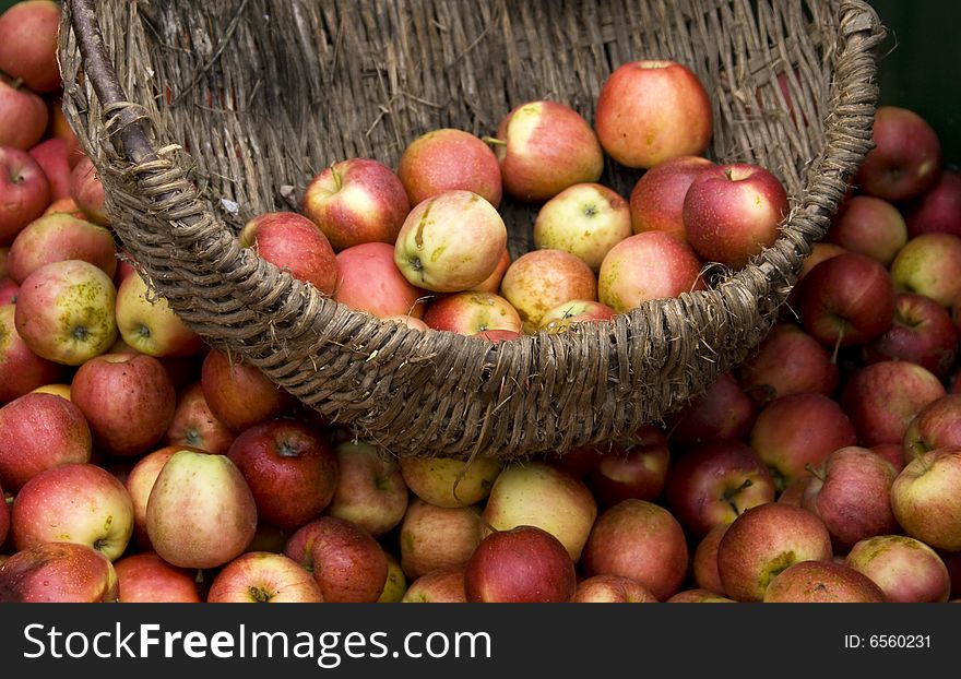 Autumn still life with apples