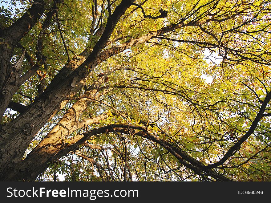 A shot of a yellow coloured autumn tree
