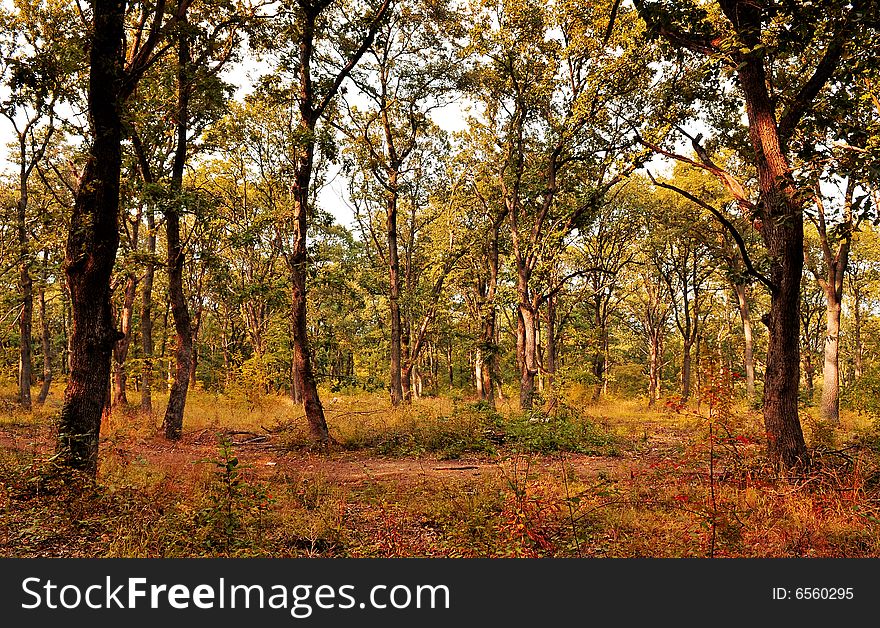 A beautiful forest in autumn. A beautiful forest in autumn.