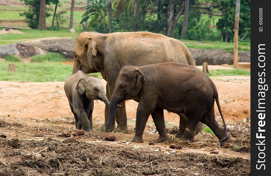 Asian Elephant in the elephant nursery, Pinnawela, Sri lanka
