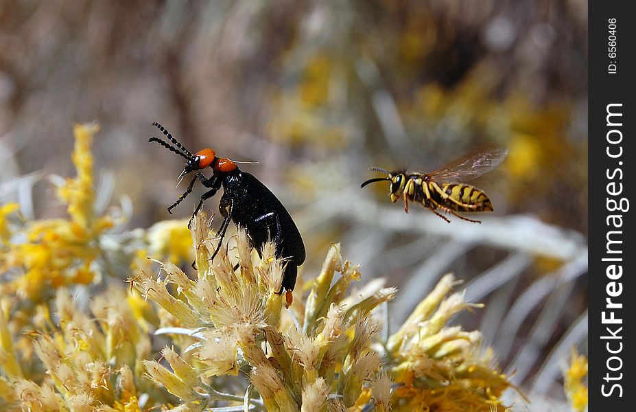 Yellow Jacket (Vespula pensylvanica) and Desert Blister Beetle  (Lytta vulnerata) feeding on the pollen of Rabbit Brush in Southern idaho. Yellow Jacket (Vespula pensylvanica) and Desert Blister Beetle  (Lytta vulnerata) feeding on the pollen of Rabbit Brush in Southern idaho.