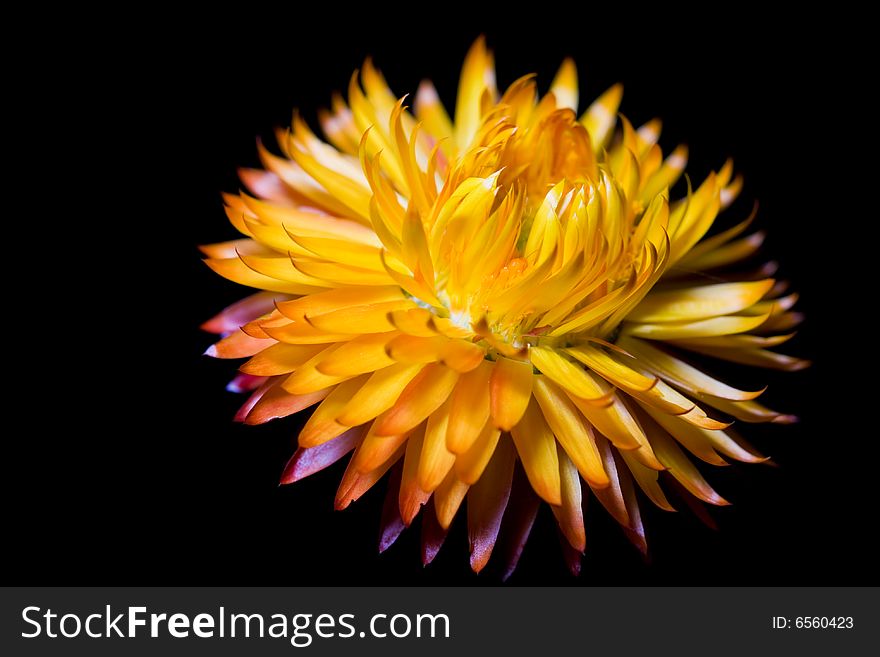 A single straw flowers, lit from above on a black background