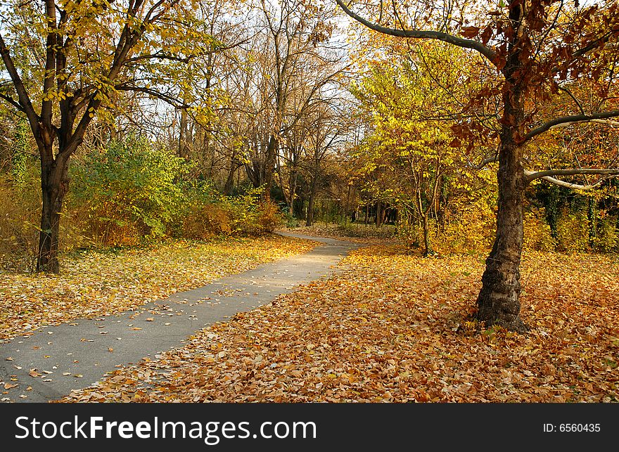 Autumn scenery - colorful trees in park. Autumn scenery - colorful trees in park