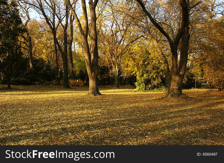 Autumn scenery - colorful trees in park. Autumn scenery - colorful trees in park
