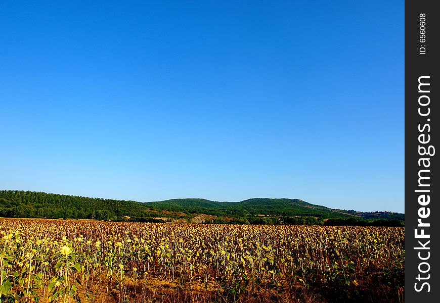 Sunflowers field