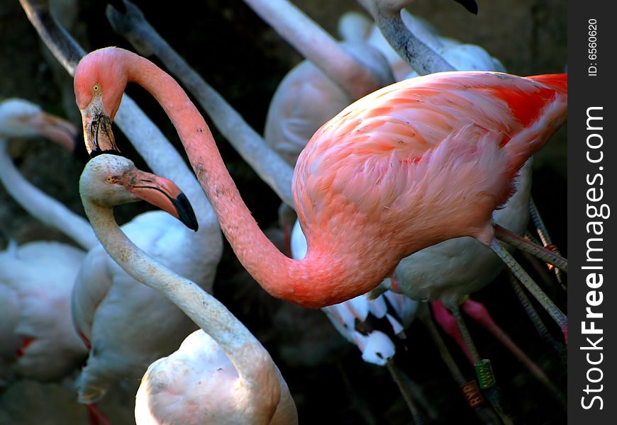 A wonderful example of a pink flamingo in the middle of some whit flamingos