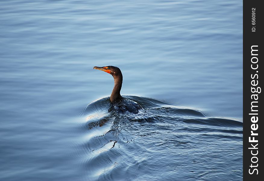 Phalacrocorax Auritus