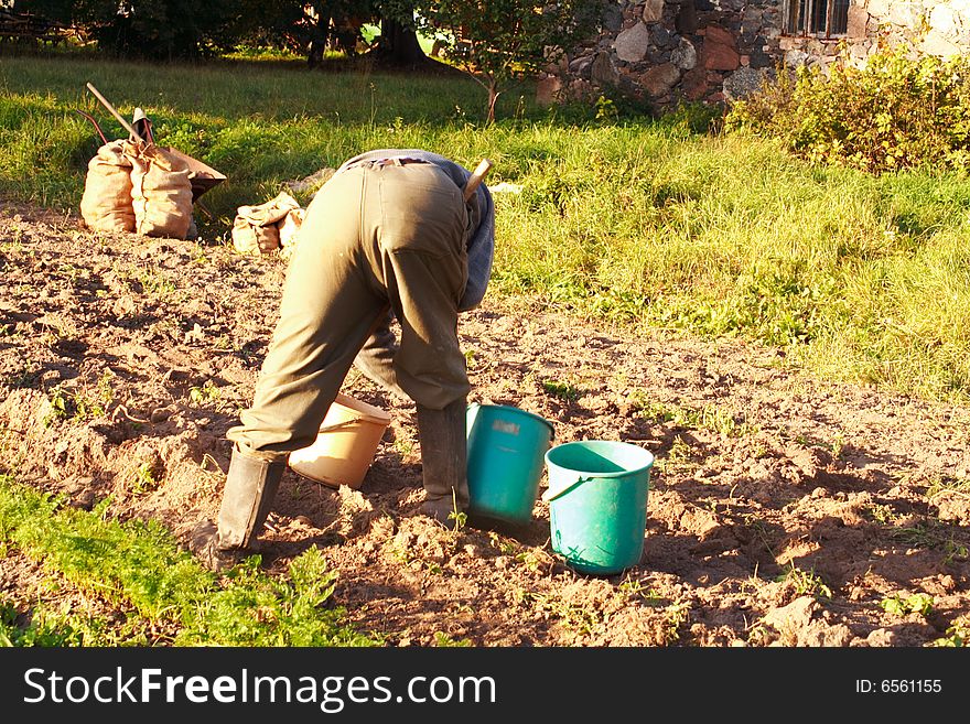 Old man digging potatoes manual way. Old man digging potatoes manual way