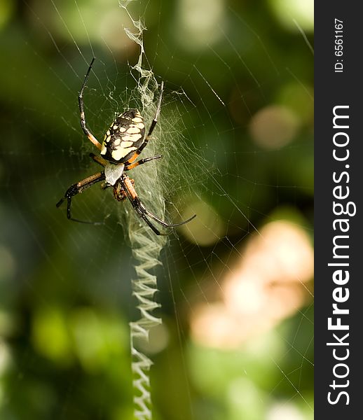 Black and Yellow Argiope (Argiope aurantia) orb weaver spider, with prey