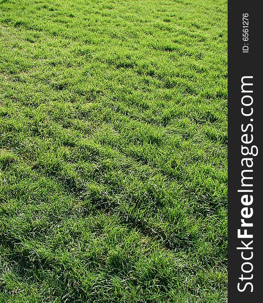 Green lawn of a grass a natural vertical background. Green lawn of a grass a natural vertical background