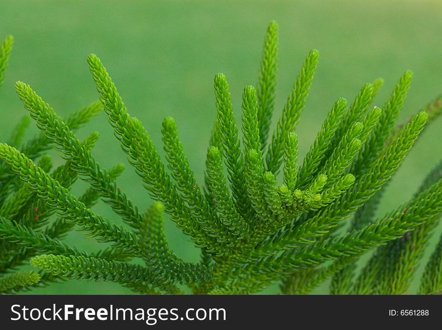 Green branches of tropical pinetree, horizontal, blurry background. Green branches of tropical pinetree, horizontal, blurry background