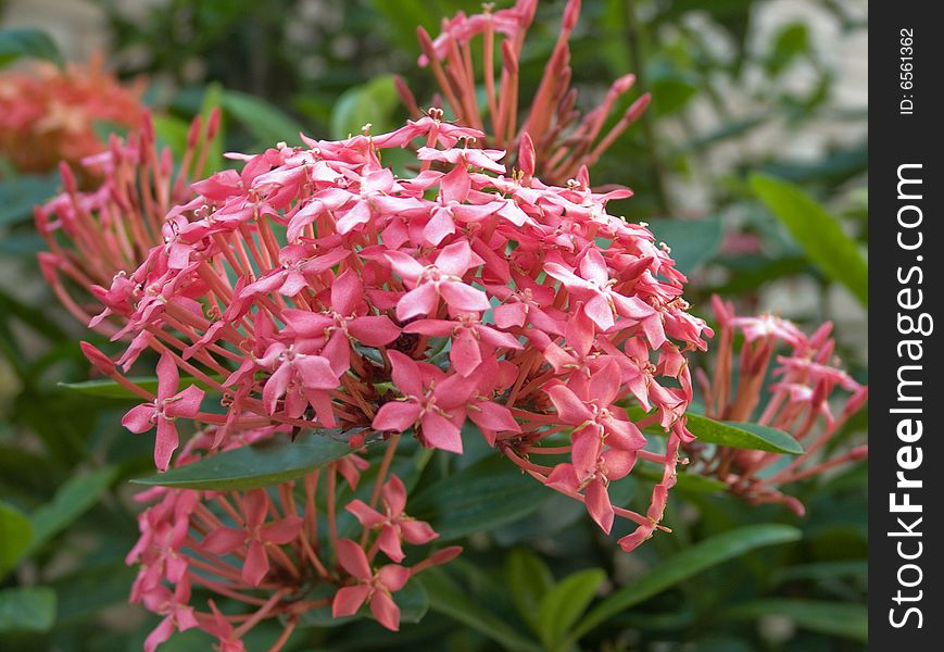 Pink hydrangea beside my house.it's blooming.this flower looks like Embroidered Ball