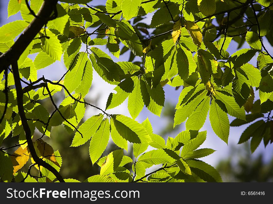 Green and brown chestnut leaf on tree against blue sky. Green and brown chestnut leaf on tree against blue sky