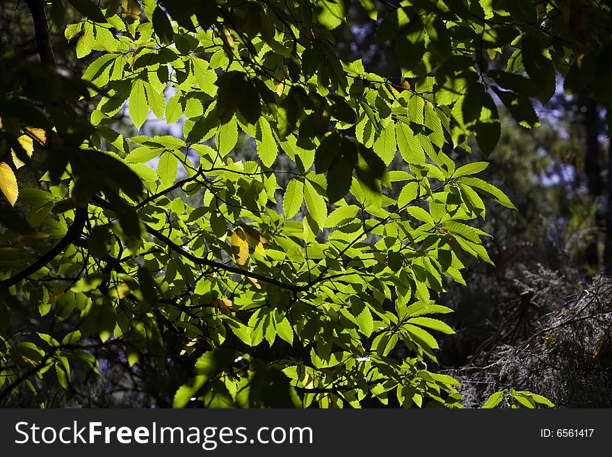 Green and brown chestnut leaf on tree against blue sky. Green and brown chestnut leaf on tree against blue sky