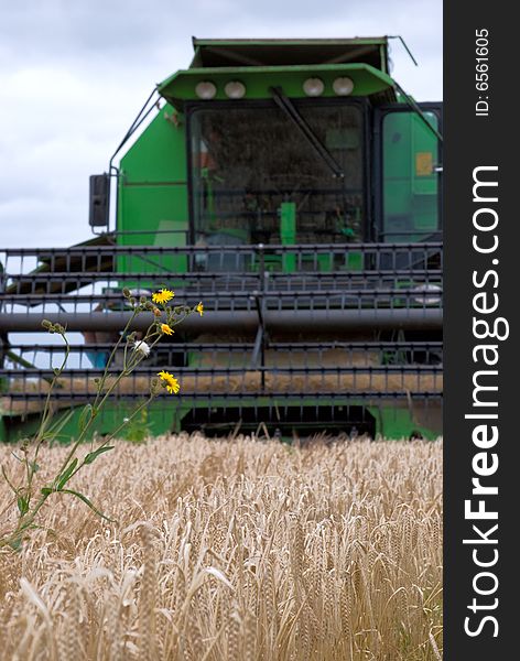 View of combine header as it harvests a crop