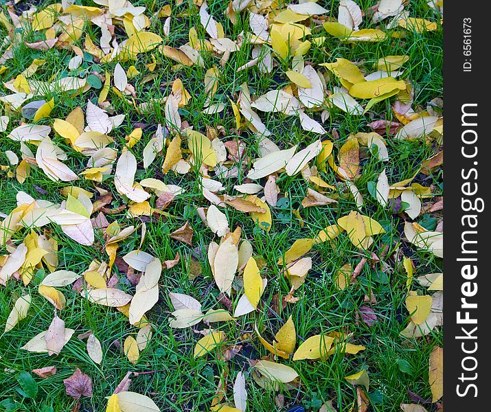 Background with gold leaves and green grass