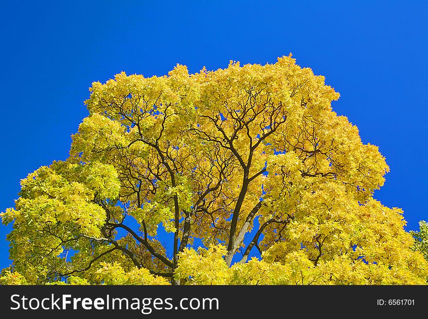 Golden maple branches on blue sky background