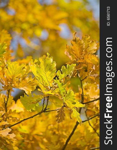 Golden autumn oak branch on yellow background