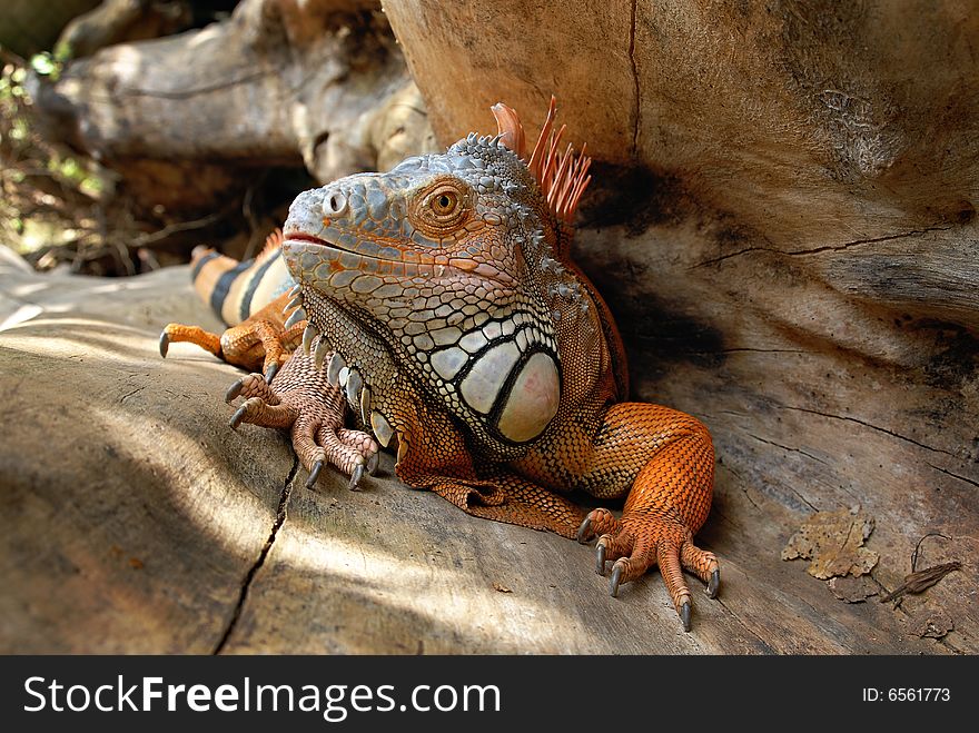 A picture of colorful iguana