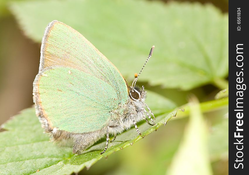 Small Green Copper-butterfly