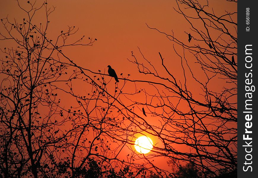 Sun going down shining through trees. Sun going down shining through trees