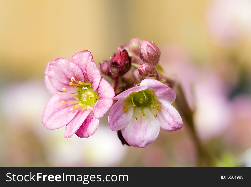 Two small light pink flowers on light background