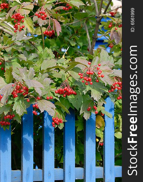 Red, bush, fall, berry, fruit, fence, autumn, nature, seasons, snowball, arrowwood