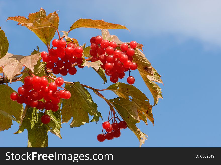 Red, bush, fall, berry, fruit, autumn, nature, seasons, snowball, arrowwood. Red, bush, fall, berry, fruit, autumn, nature, seasons, snowball, arrowwood