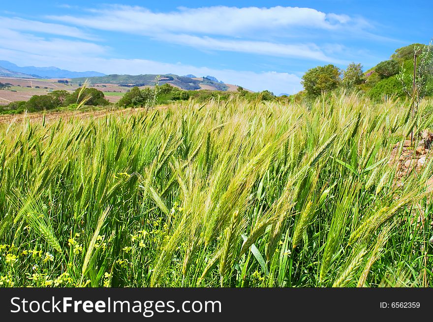 Wheat field in mountains. Shot in Kuils River Winelands, near Stellenbosch/Cape Town, Western Cape, South Africa.
