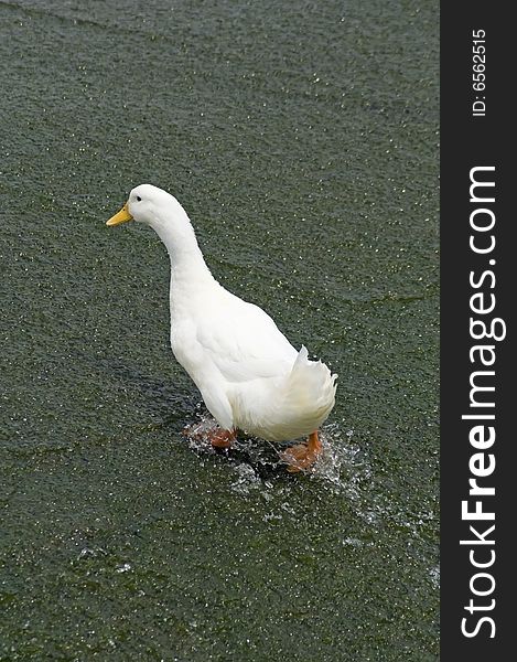 A white duck walking up an incline in the water. A white duck walking up an incline in the water.