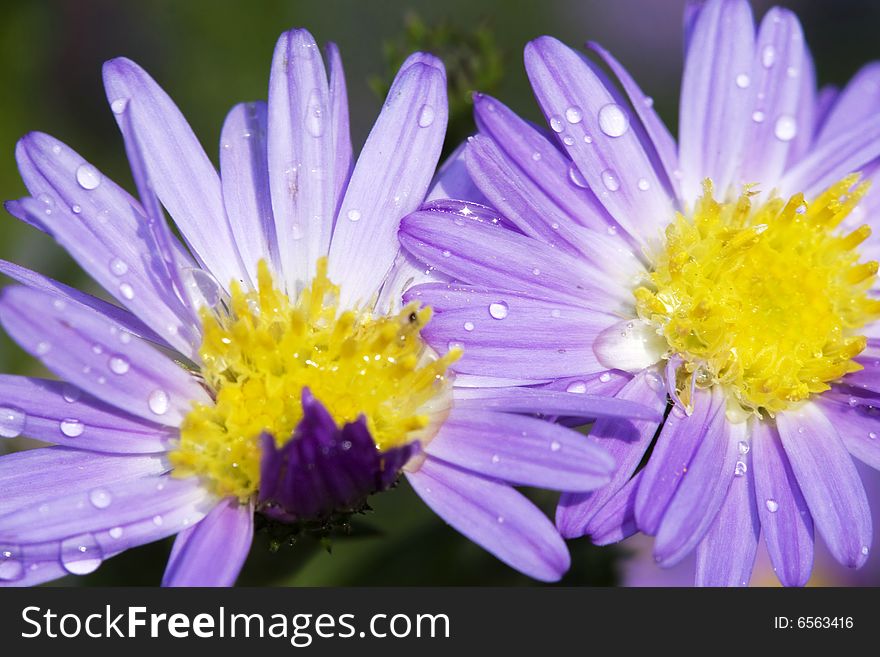 Daisy With Dew