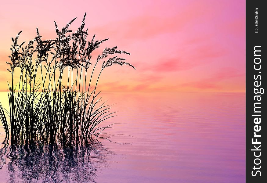 Water plants on a sea sunset background. Water plants on a sea sunset background.