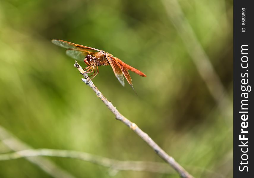 Red dragonfly perched on a bare twig