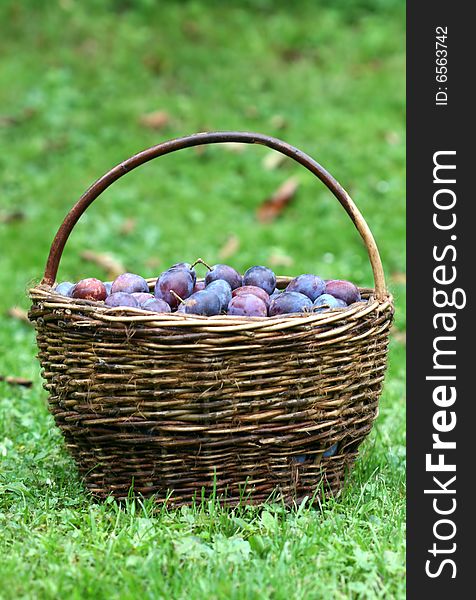 Violet plums in the basket. Violet plums in the basket