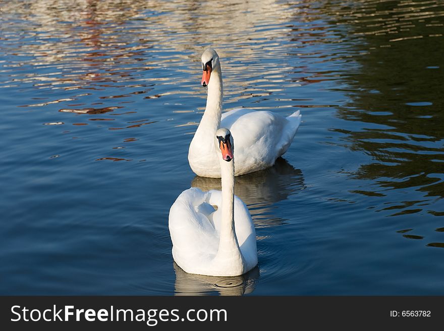A pair of swans swim in the lake