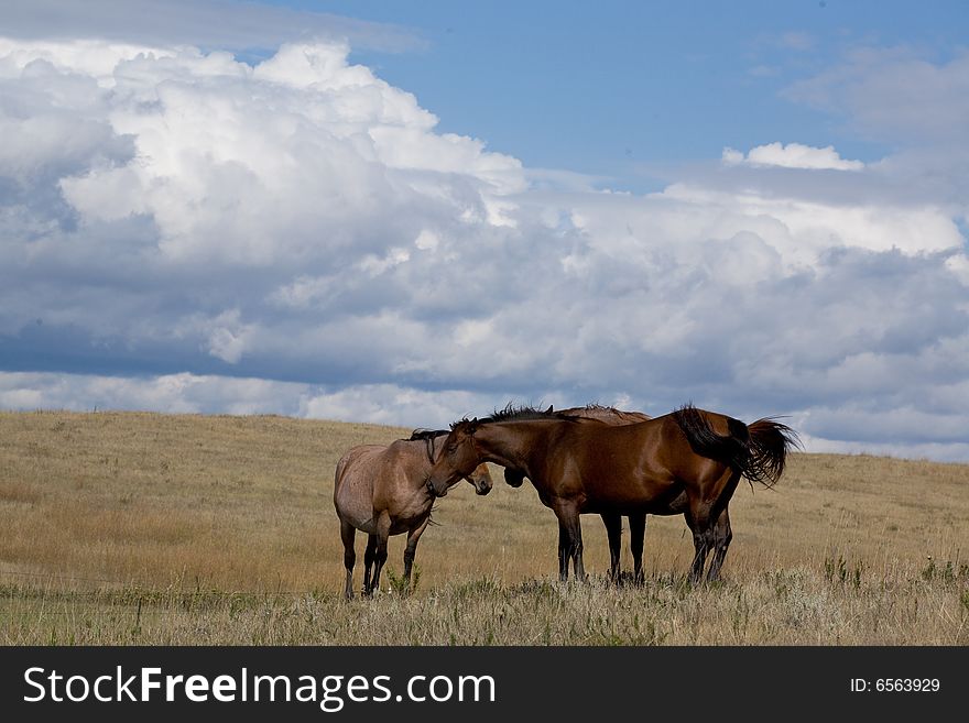 Horses In Open Prairie