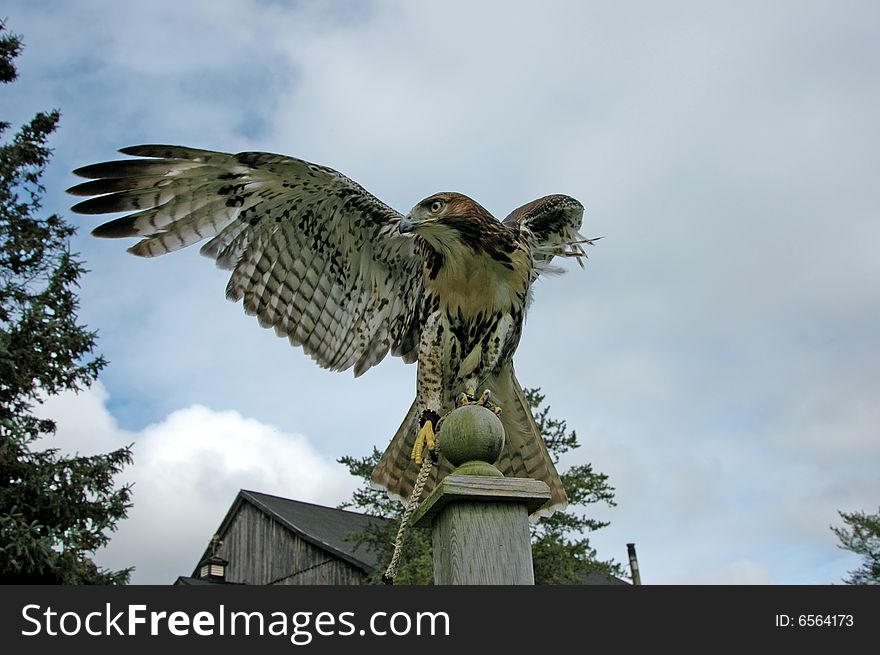 A Red-Tailed Hawk perched atop a post with a cloudy sky in the background. A Red-Tailed Hawk perched atop a post with a cloudy sky in the background