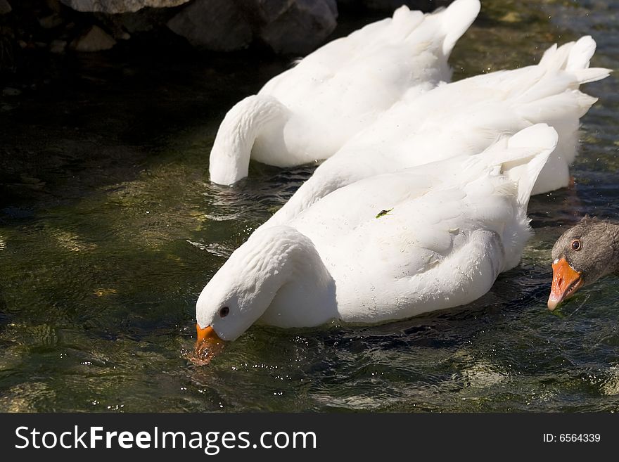 A few geese trying to find something to eat. A few geese trying to find something to eat