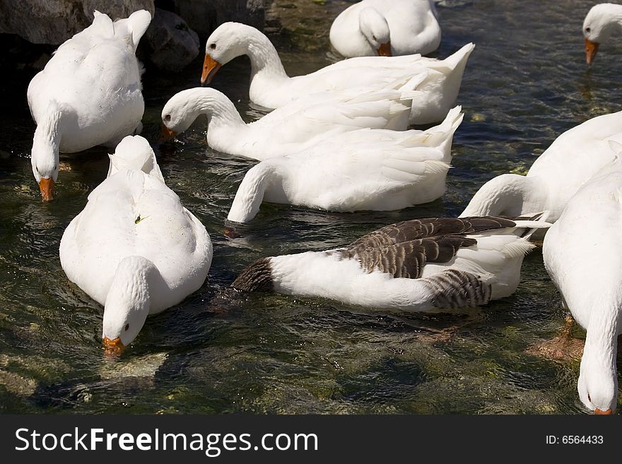 A few geese trying to find something to eat. A few geese trying to find something to eat