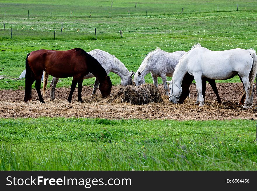 Five white and brown horses are eating. Five white and brown horses are eating