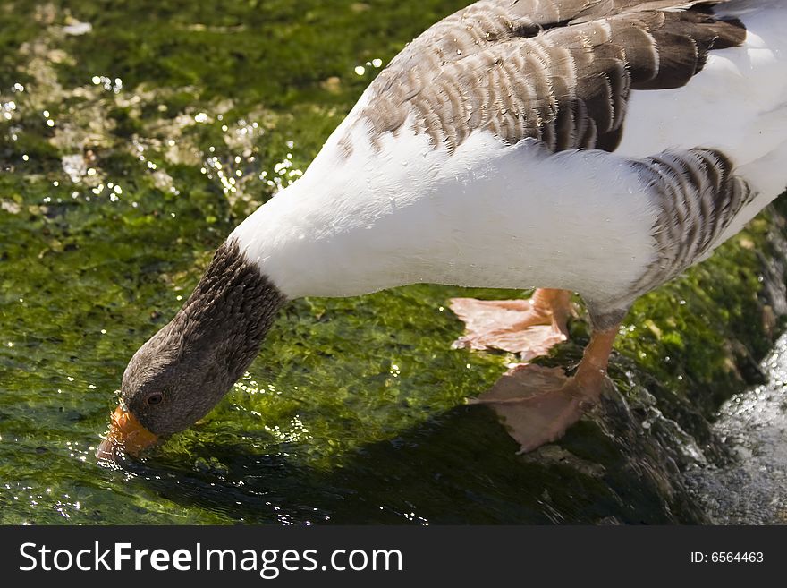 White and brown goose drinking water, green background, head closeup