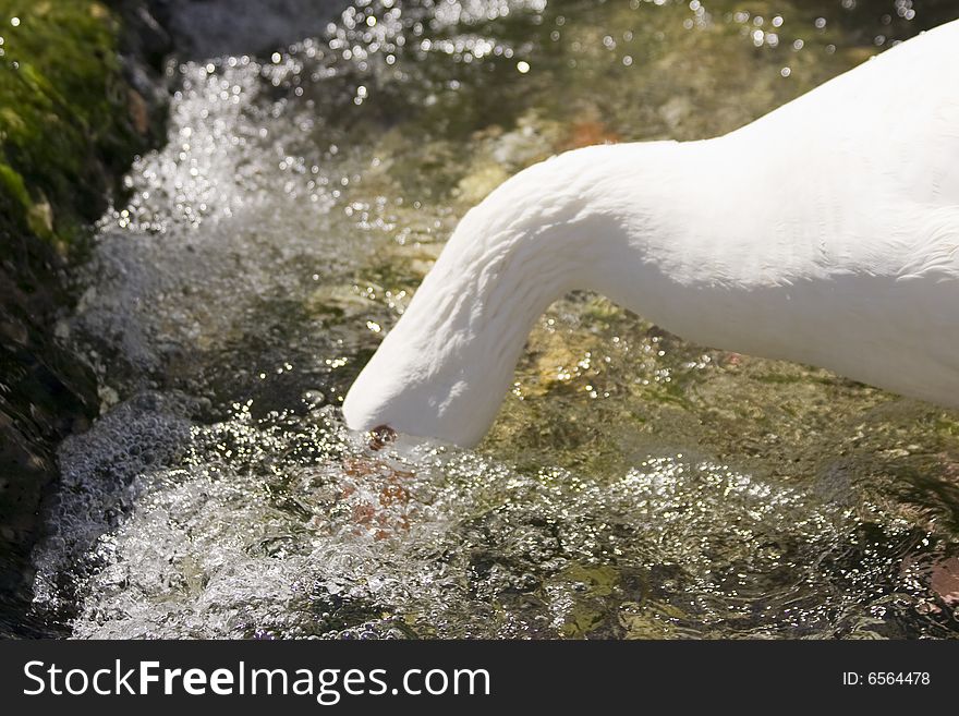 White goose drinking water, green background, head closeup