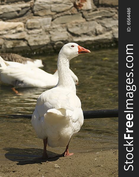 White goose back, he is thinking about how content he is...