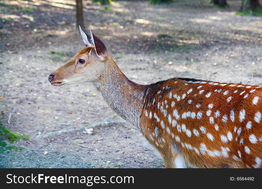 Spotted deer female