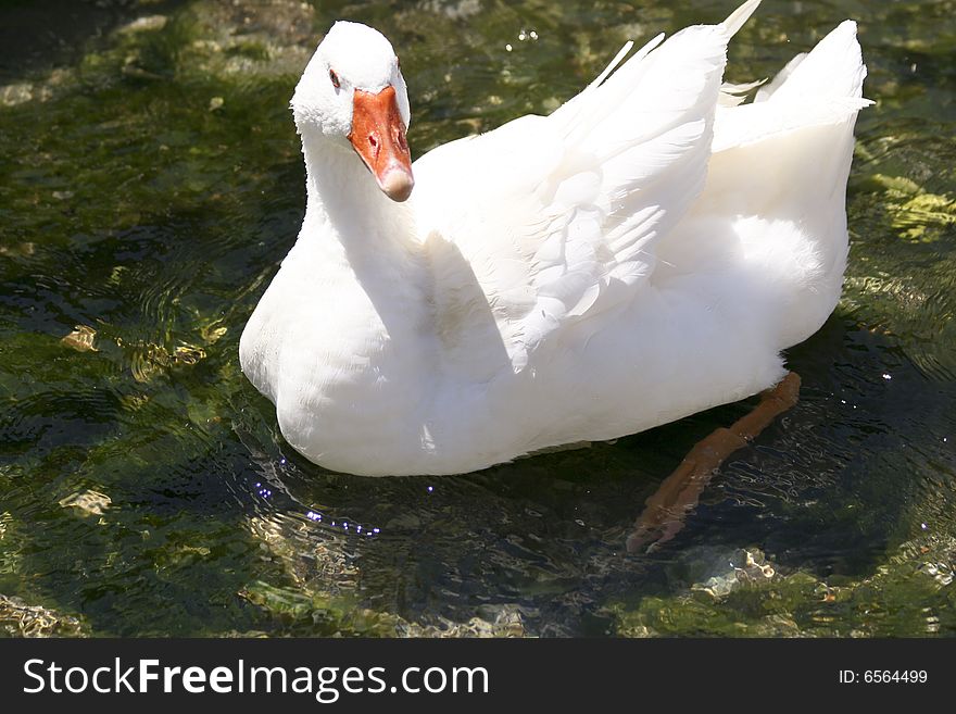 White goose, he is thinking about how content he is. White goose, he is thinking about how content he is...