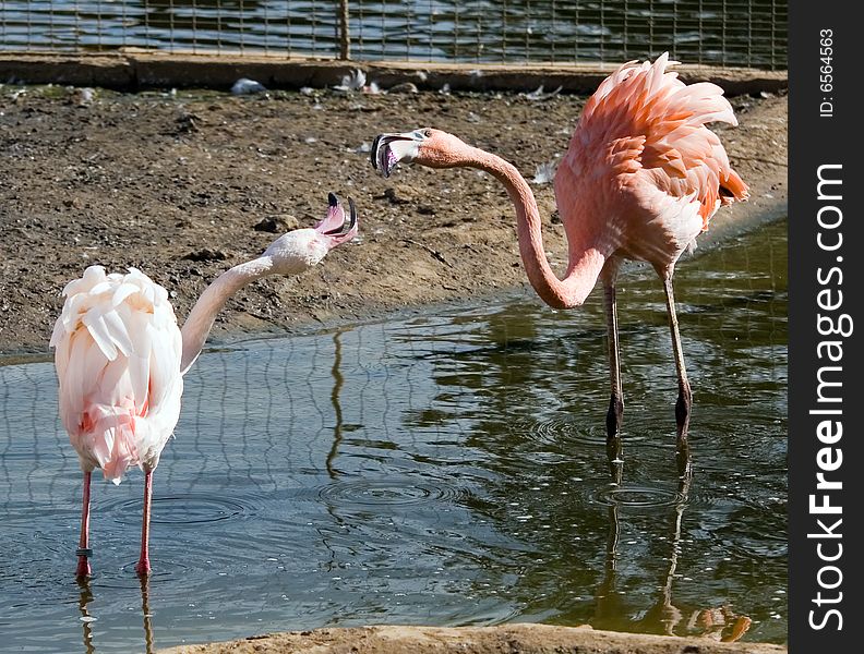 Pink flamingo living in territory of a zoo